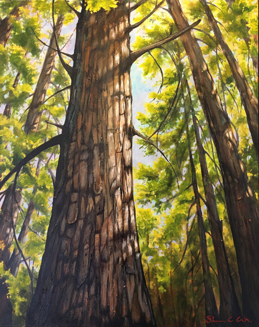 Only the Shadow Knows